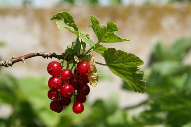 Voordeel Kleine Fruitboom.jpg
